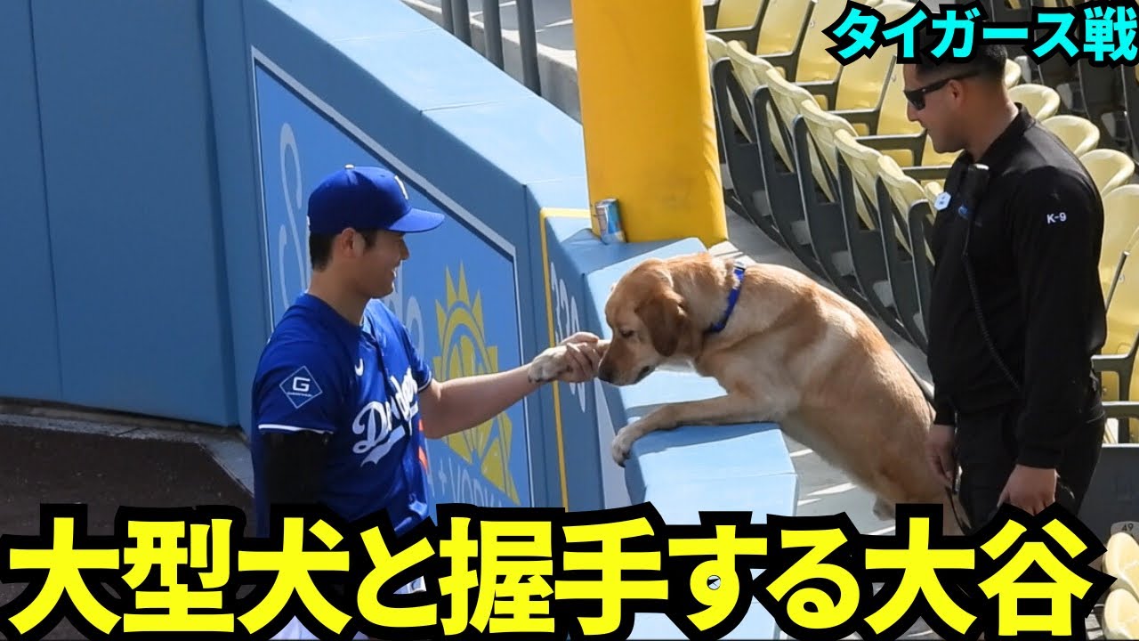キャッチボールを見学していたワンちゃんと握手する大谷！！自らキャッチボール中に手を振り、ワンちゃんに近づきコミュニケーションをとる犬好きな大谷翔平！【現地映像】2025年3月29日 タイガース戦
