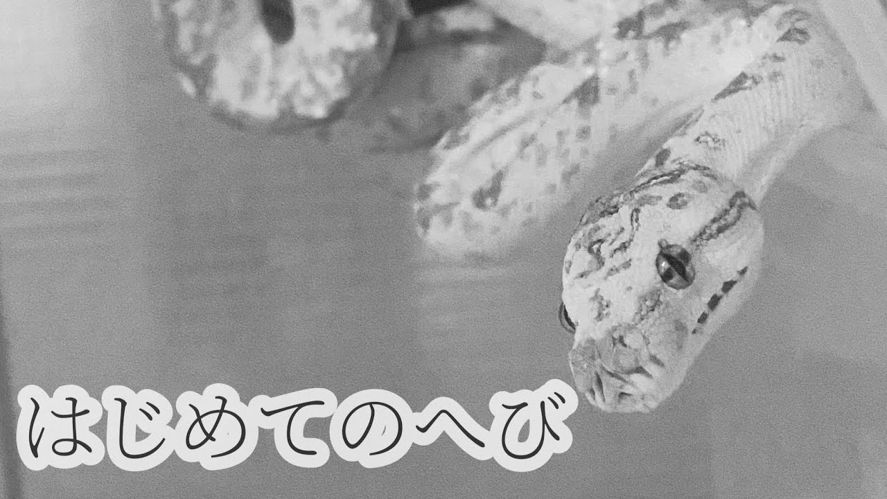 初心者の方におすすめの蛇