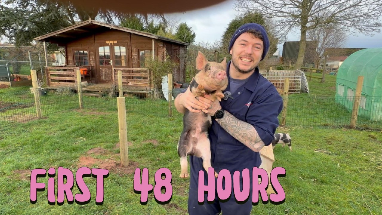 First 48 Hours With Our Pigs at Bramley Farm 🐖