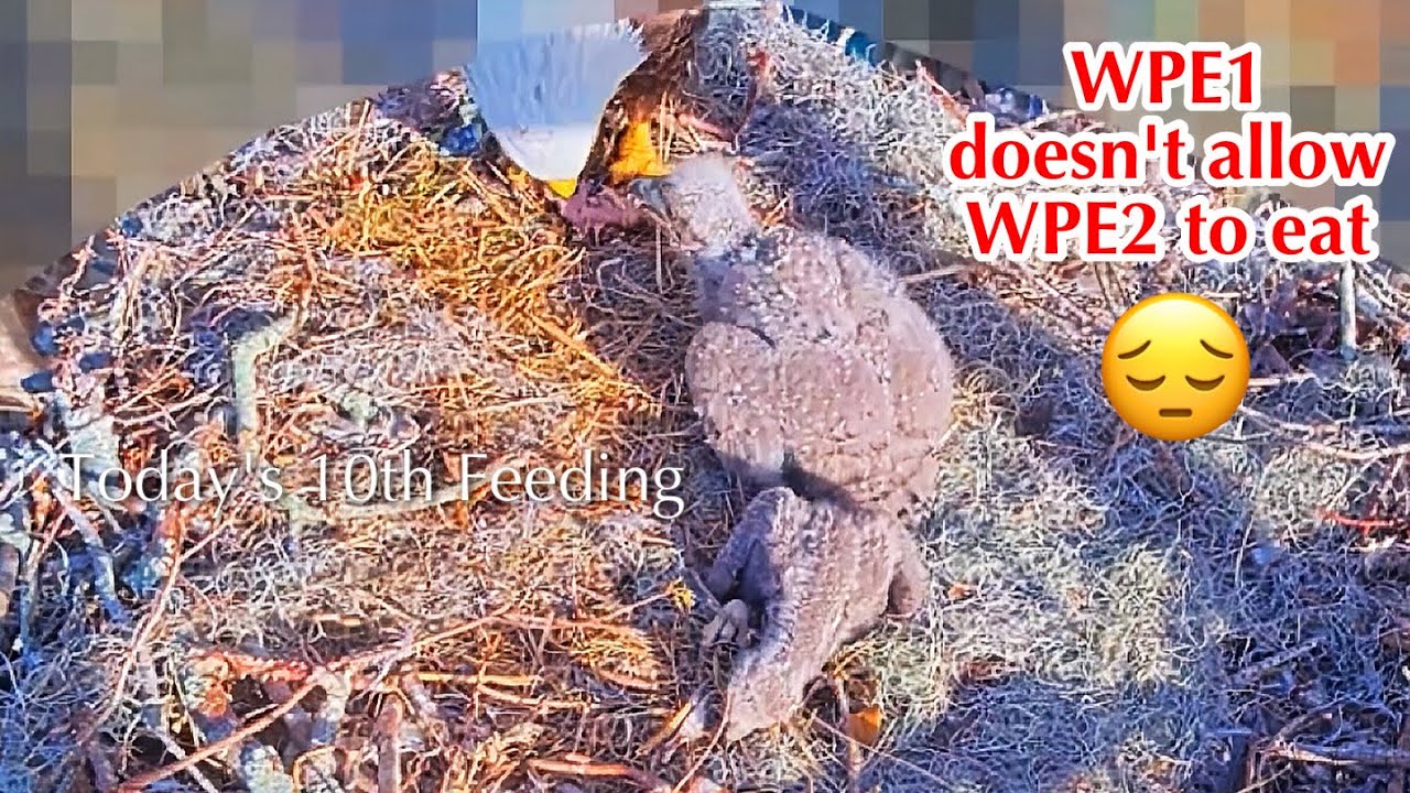 #174🦅🐥26°🐥21°／Winter Park Eagle Nest 2026／Against All Odds:One-Eyed Mom／by Winter Park Eagle Cam