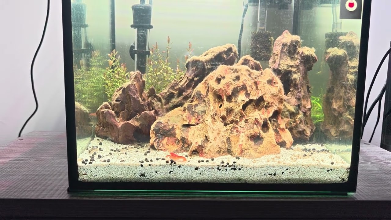 CPO's and Oto's! - 30cm Planted Cube - One Week Update