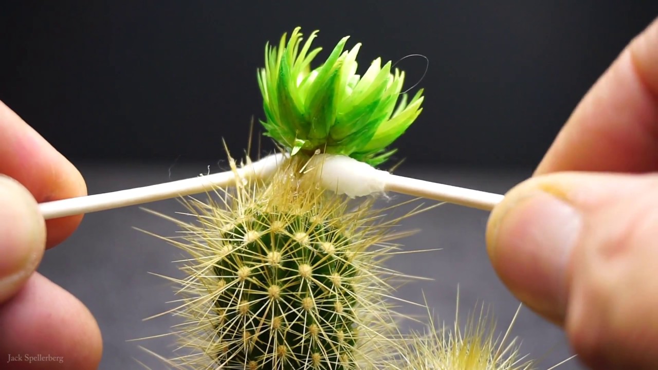 How To Remove Hot Glue From A Cactus - Cactus Rescue - Austrocephalocereus estevesii