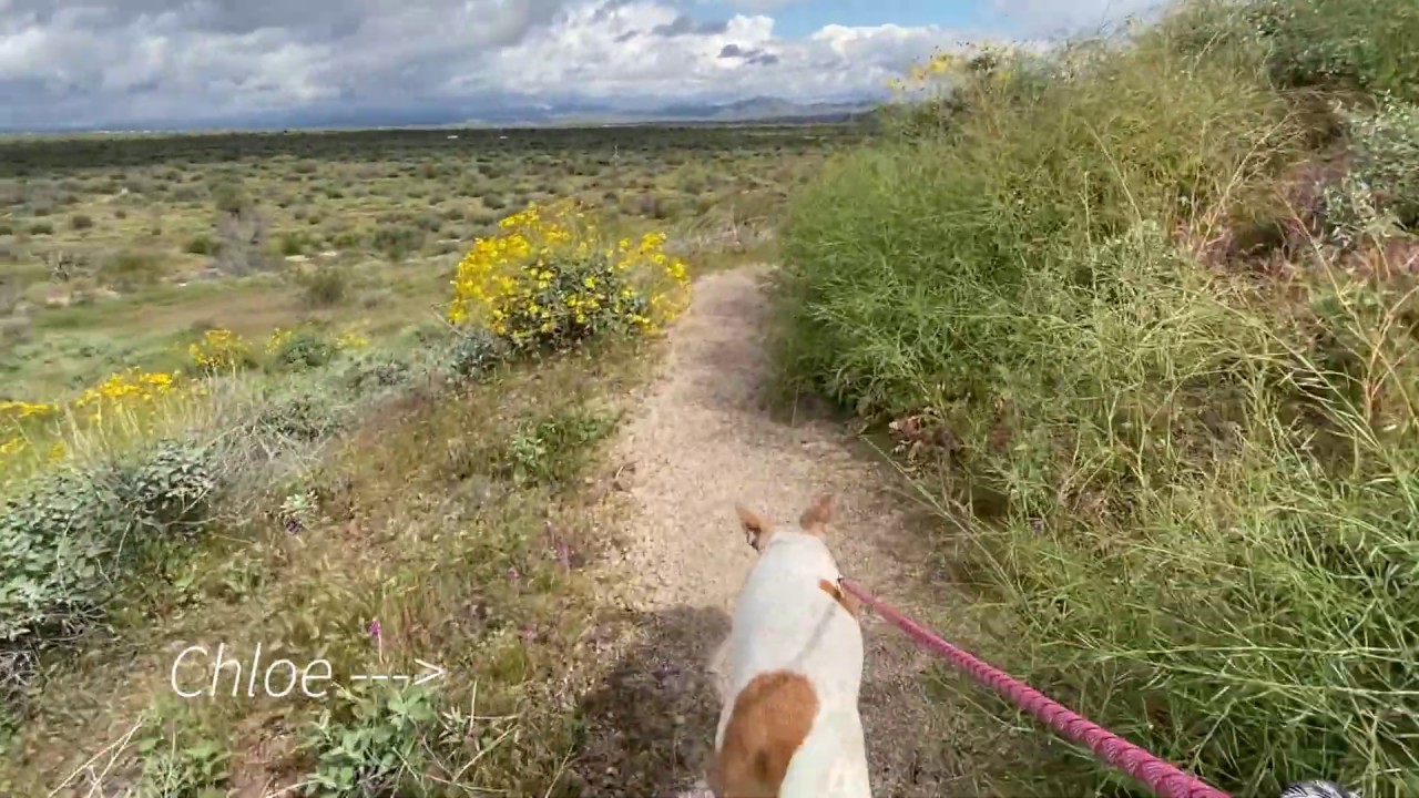 Hiking the McDowell Mountain Regional Park "Scenic Trail" Loop