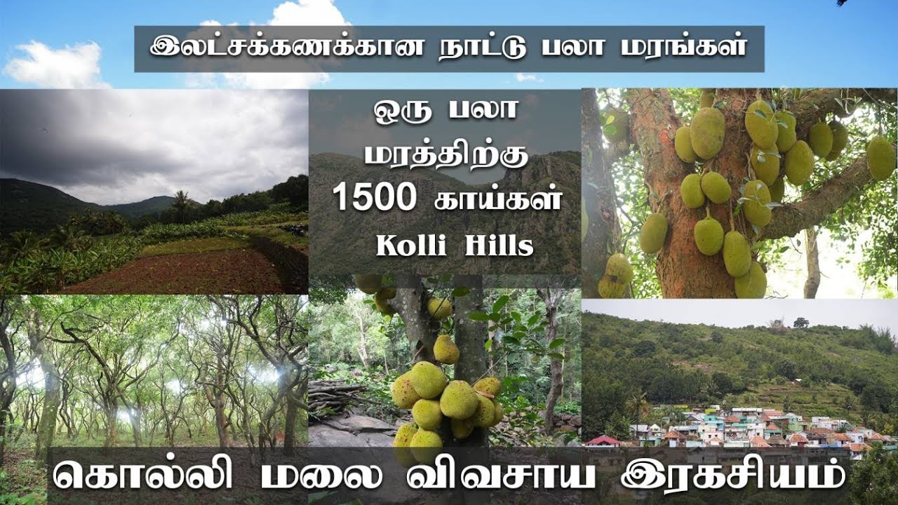ஒரு மரத்துல 1500 காய்கள்|கொல்லிமலை பாரம்பரிய விவசாயம்|World's Best Integrated Farming In kollihills.