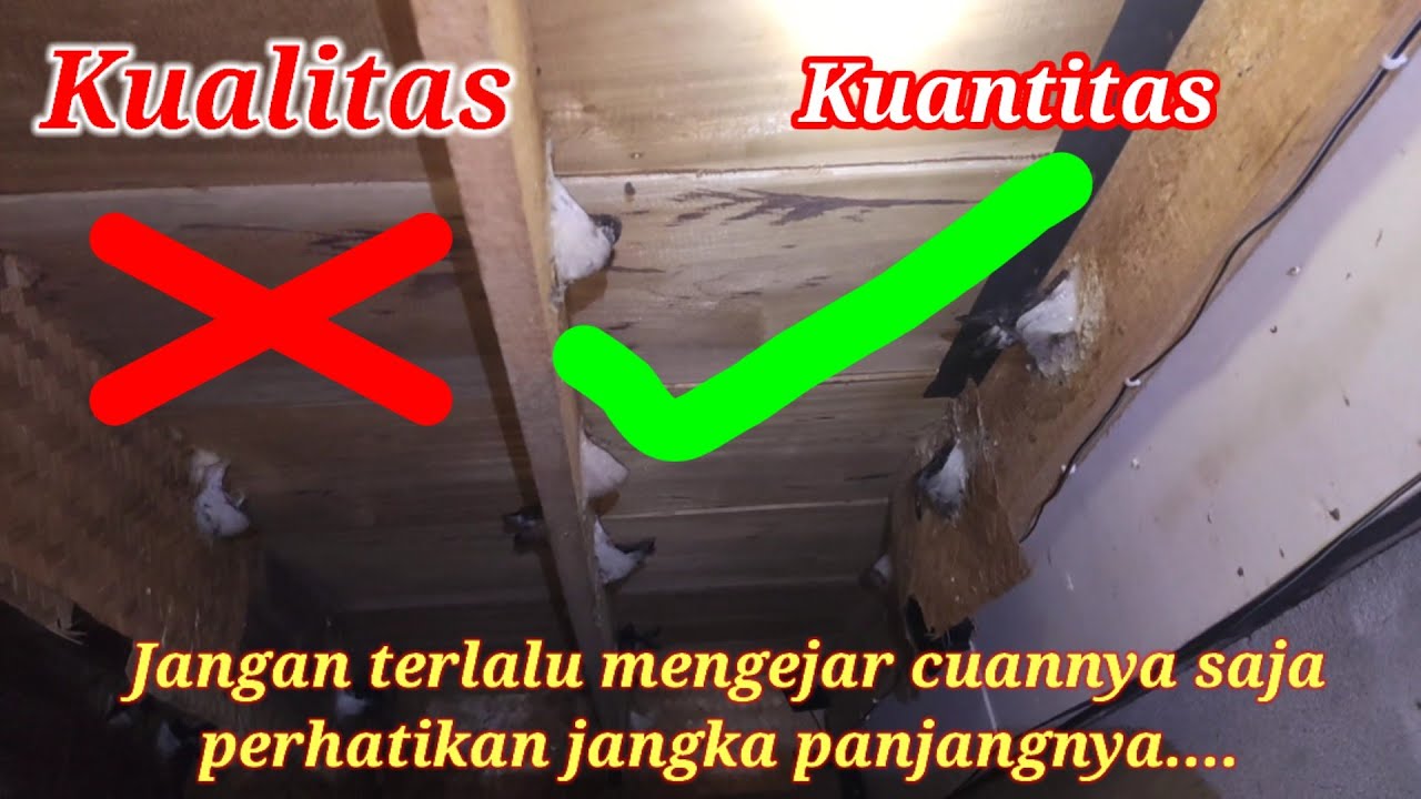 JANGAN LAKUKAN HAL SEPERTI INI JIKA MEMANG GEDUNG BELUM FULL, CARA ALAMI YANG BISA MENARIK WALET