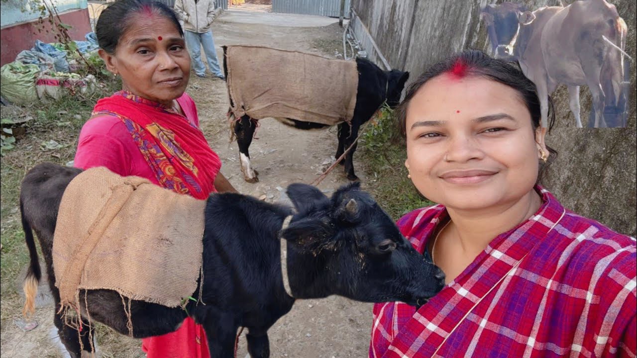 আমাদের জার্সি গরুটাকে বাইরে বের করতেই মুখ থুবতে পরে গেলো #cow #dailyvlog #pujabapigallary 