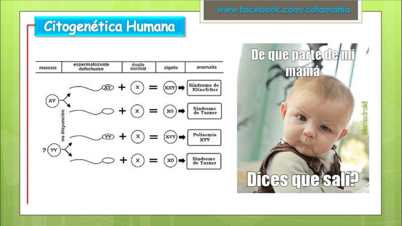 GENÉTICA  |Citogenética | Cotamania