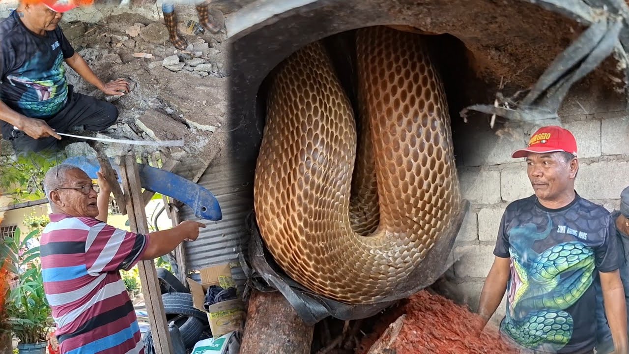 Sa pag lilinis nakita ang mga hunos ng mga ahas. Cobra at mga daga sa iisang butas