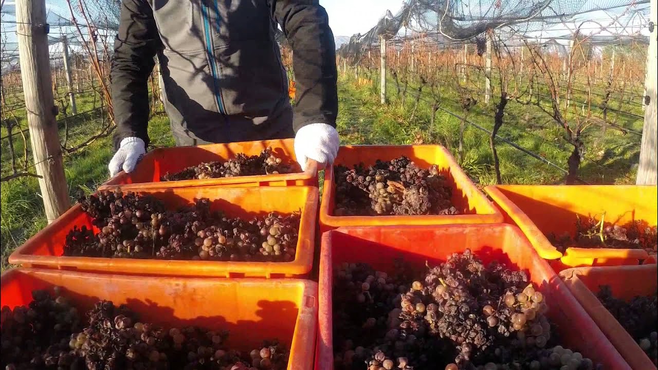 Passion Botrytis - Hans Herzog Estate