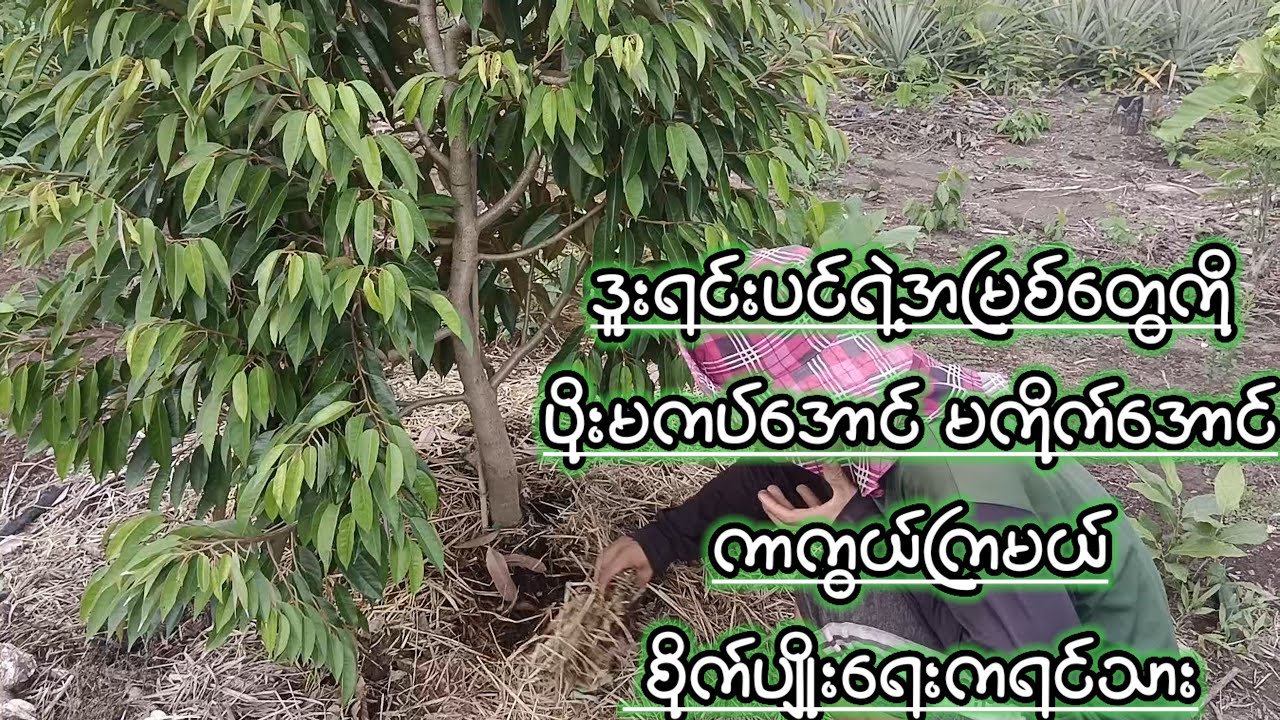 ဒူးရင်းပင်ရဲ့အမြစ်တွေကိုပိုးမကပ်အောင် မကိုက်အောင်ကာကွယ်ကြမယ် စိုက်ပျိုးရေးကရင်သား