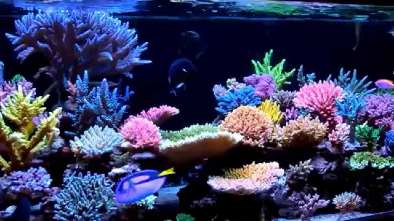 Krzysztof Tryc's reef tank, November 2014