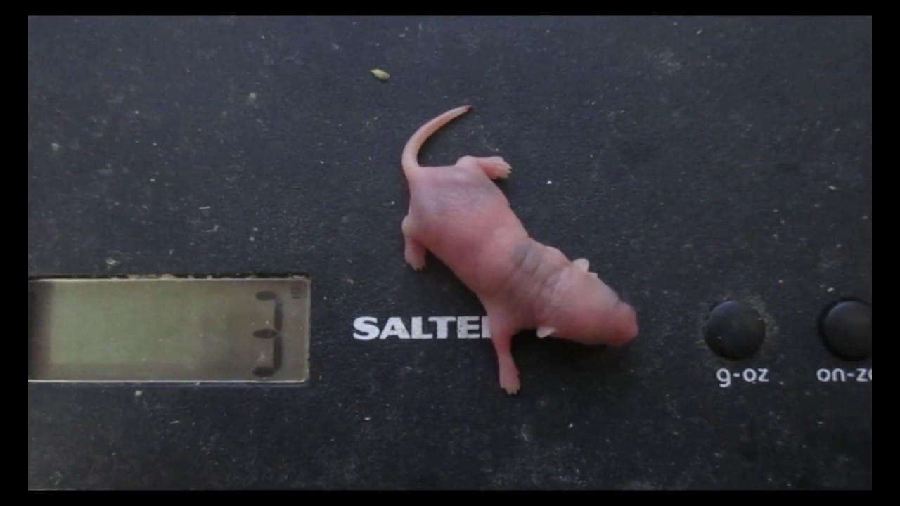 breeding mice birth to breeding size