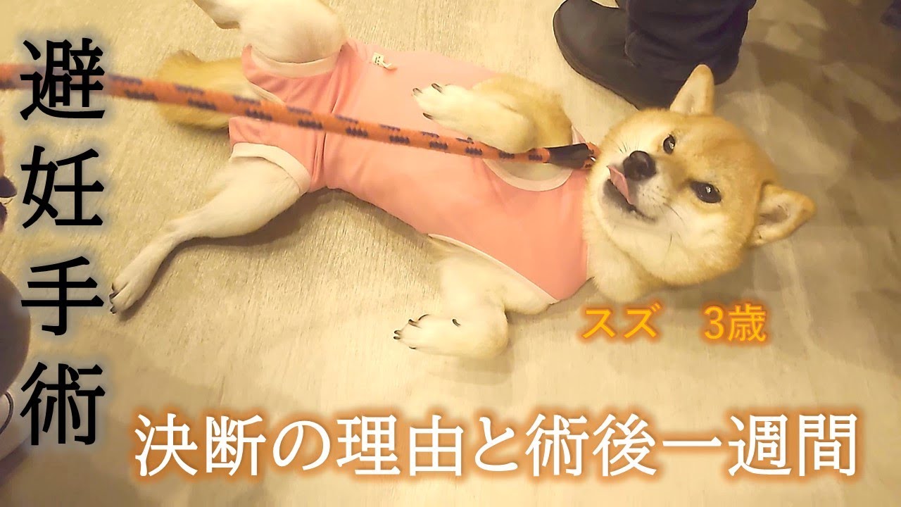 【避妊手術】柴犬スズ　3歳　決断理由と術後一週間