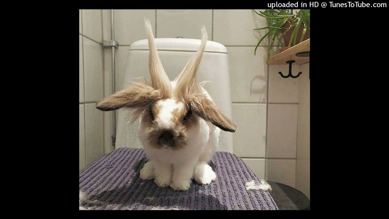 [SOLD] digicore x glitchcore x 100gecs type beat 