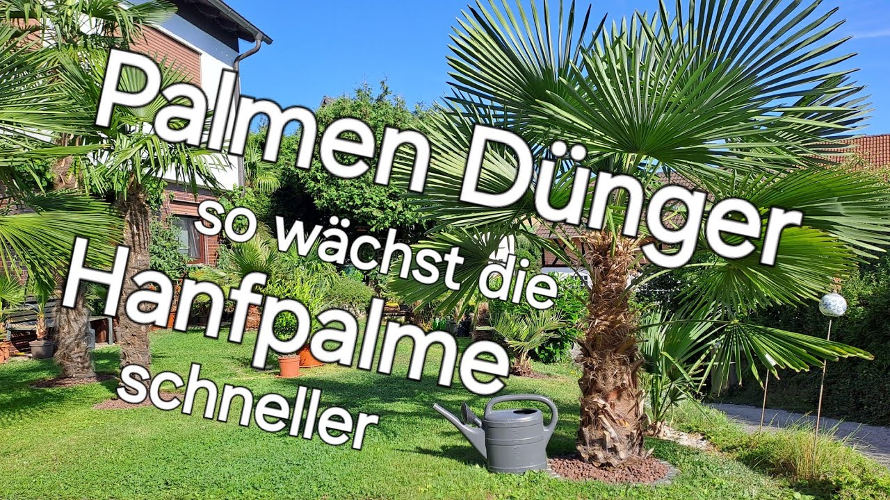 So wächst die Hanfpalme schneller, Palmendünger, Trachycarpus düngen, Washingtonia, Butia, Brahea