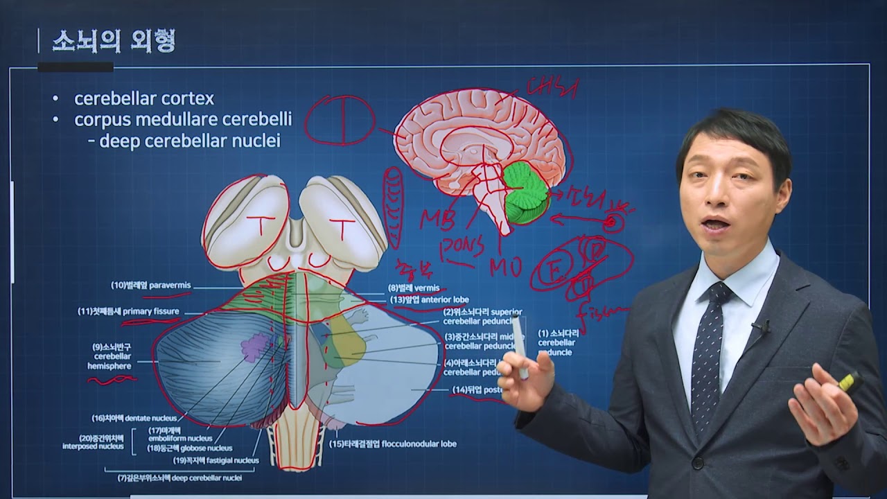 신경과학(신경해부학) 34강 소뇌 cerebellum