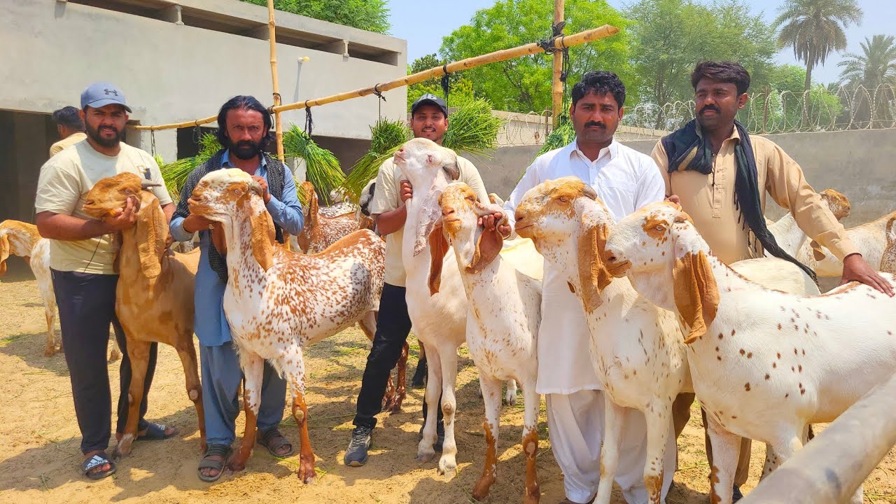 Kamal k Janwar Hain Ahmedpur Shoq Nahi Ishq Hai ye Mazhar Biba Official