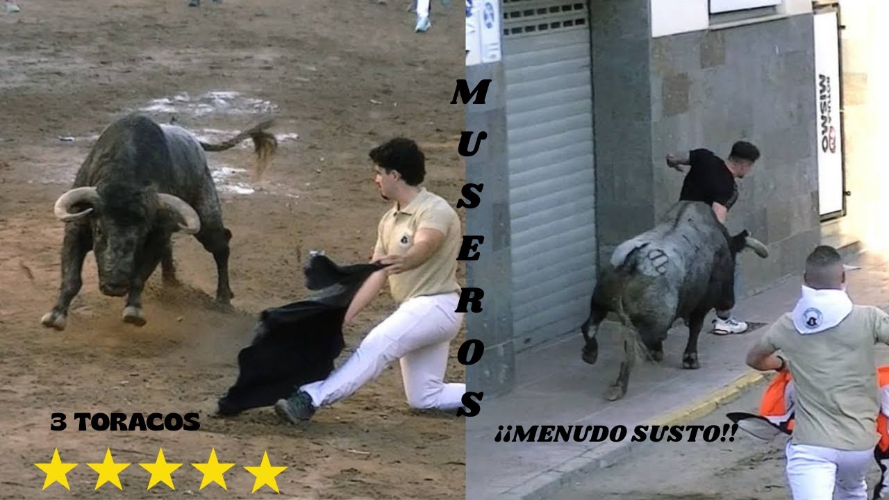 TOROS EN MUSEROS PENYA TAURINA 3 TORACOS 18/10/2025