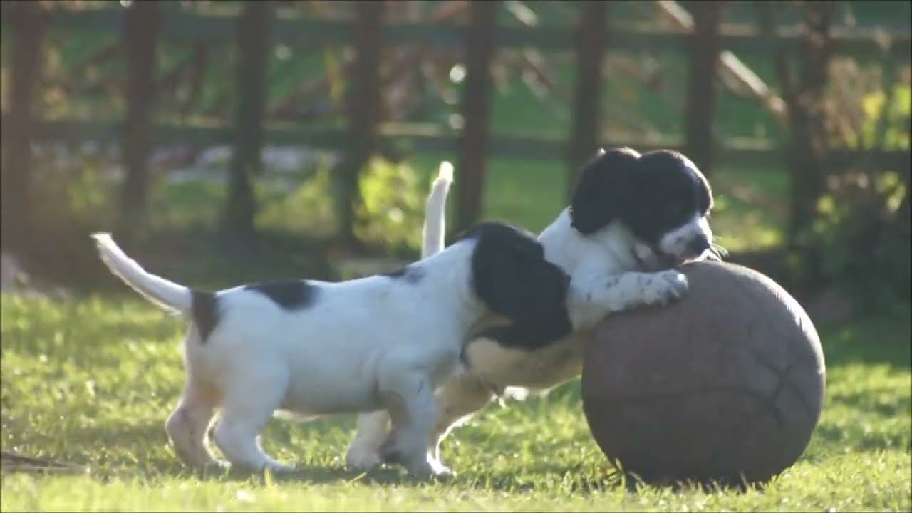 Sprocker Spaniel Puppies - English Springer X Cocker