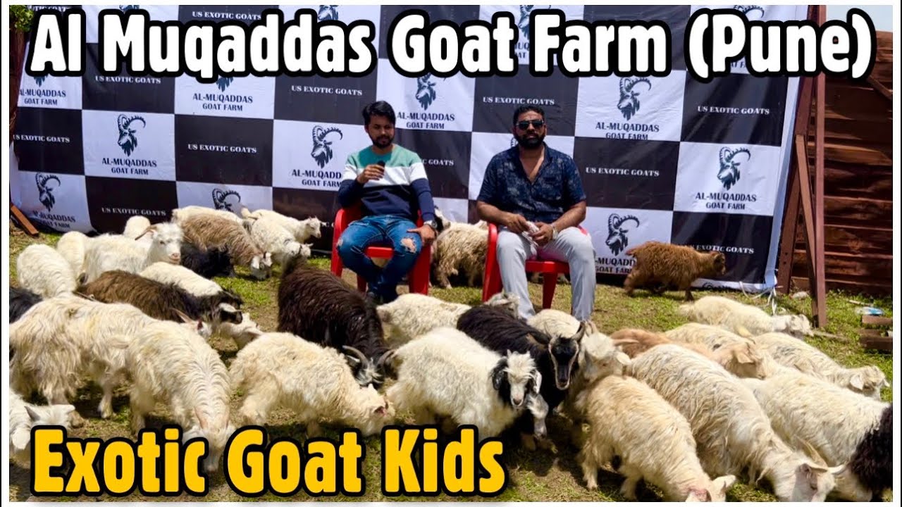 50 Xing & Angora Kids by US Exotic Goats at Al Muqaddas Goat Farm Pune