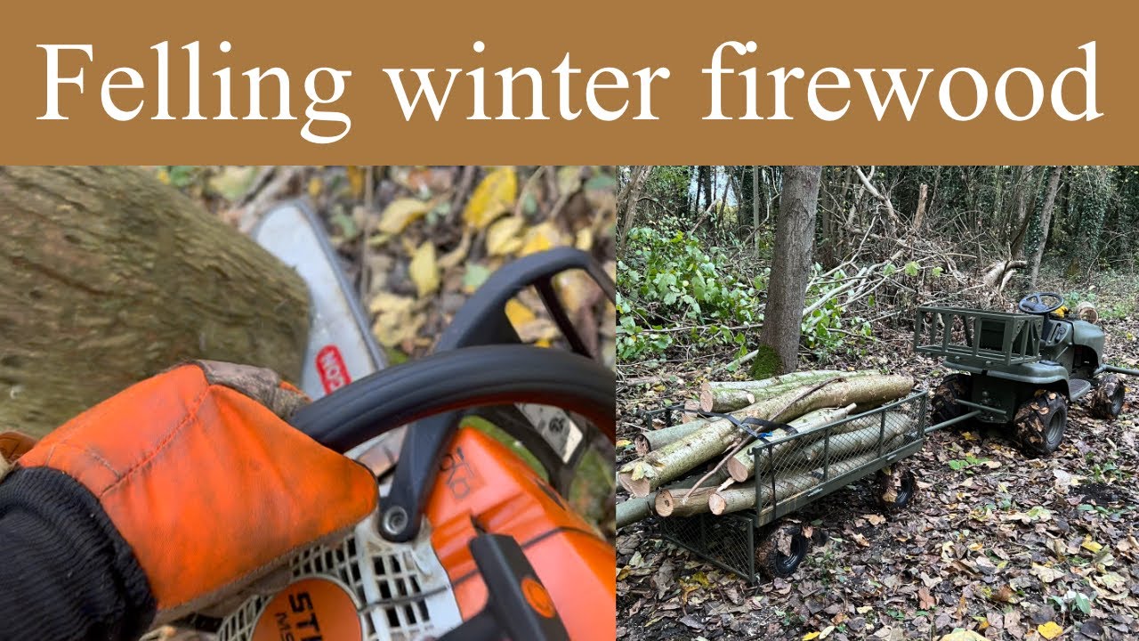 Felling winter firewood, at Century Wood, Shropshire