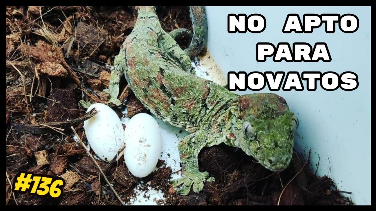 ¿Quieres CRIAR MNIAROGEKKO CHAHOUA? ⚠️No cometas este ERROR!⚠️| KANAKY VLOG #136