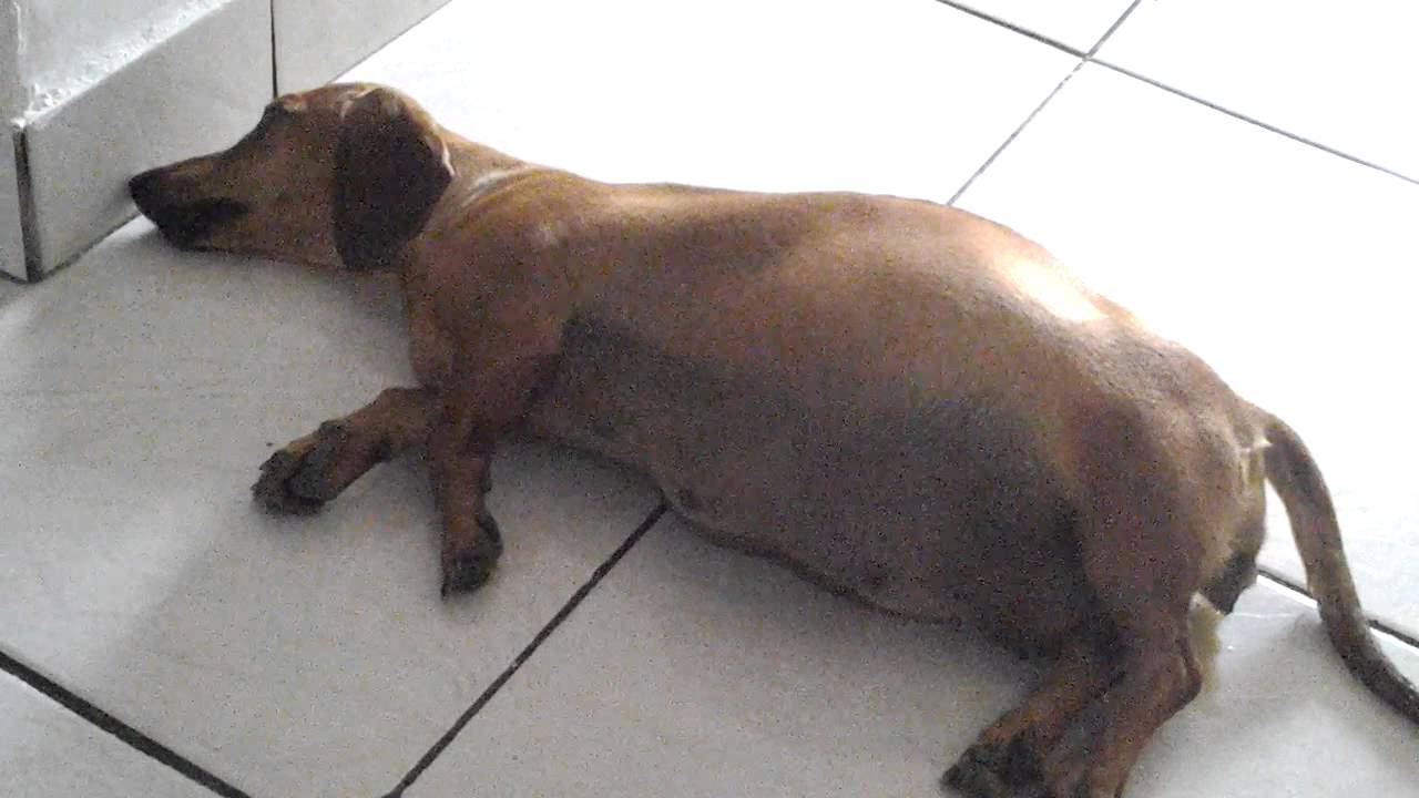 Lili em trabalho de parto