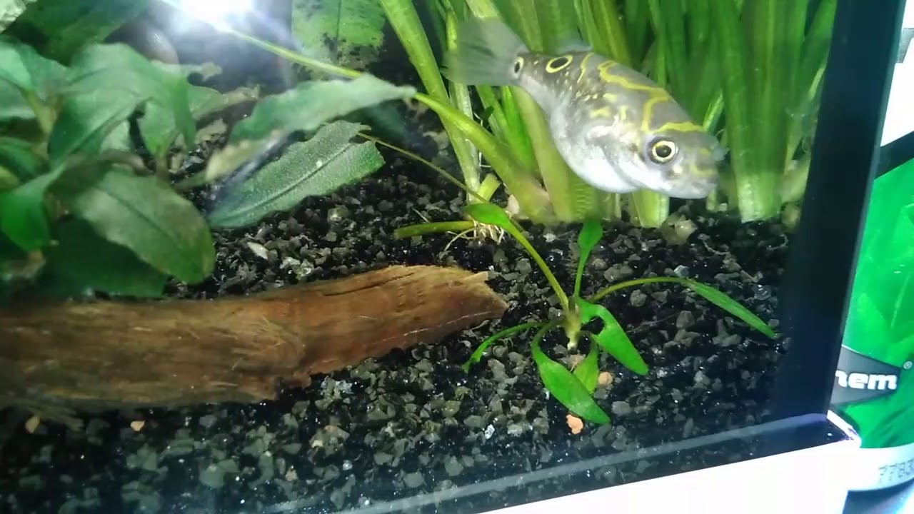 Os presento al (granadino) comiendo#raycar acuarios