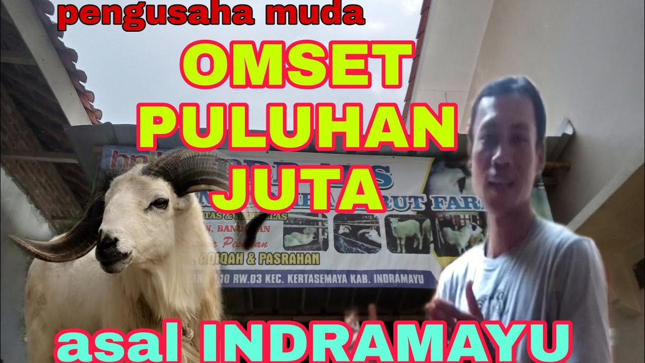 Peternak domba Garut sukses omset puluhan juta asal INDRAMAYU