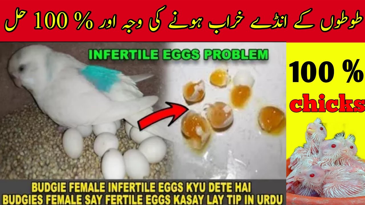 Budgies female infertile eggs kyu dete hai | budgies ke anday kharab hone ki vaja |australian parrot