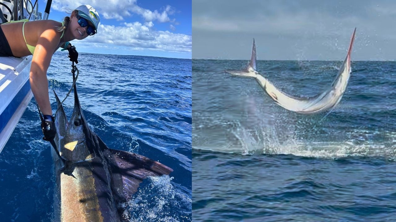 How to Live Bait for Marlin | Fishing AUSTRALIA East Coast