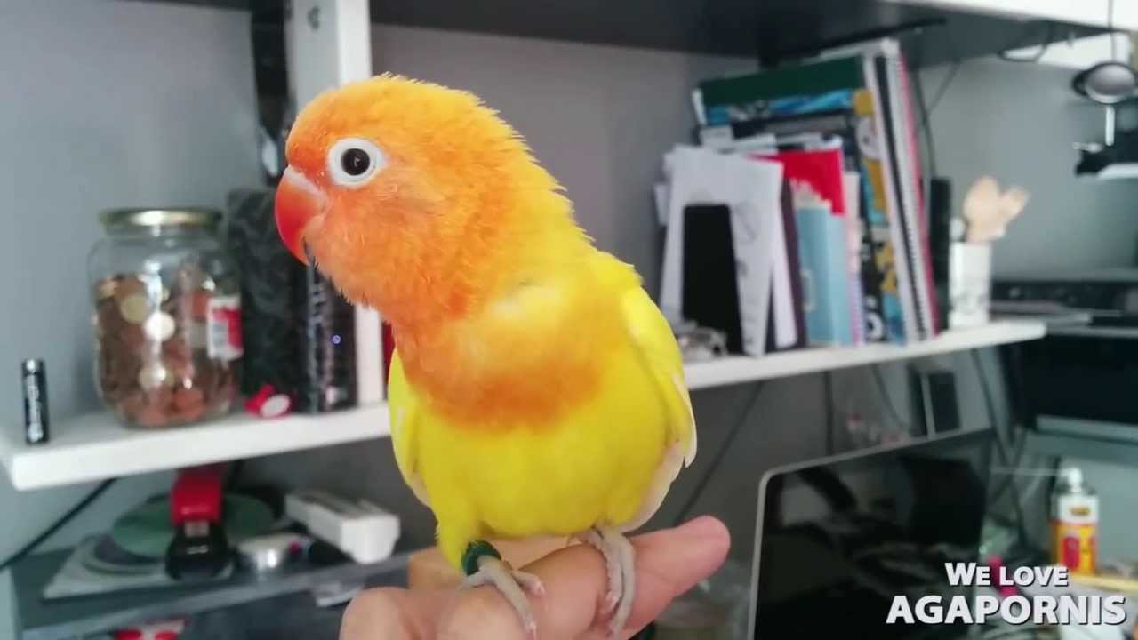 Brody - Agaporni Fischeri Decino Verde - Green Decino Fischer's Lovebird