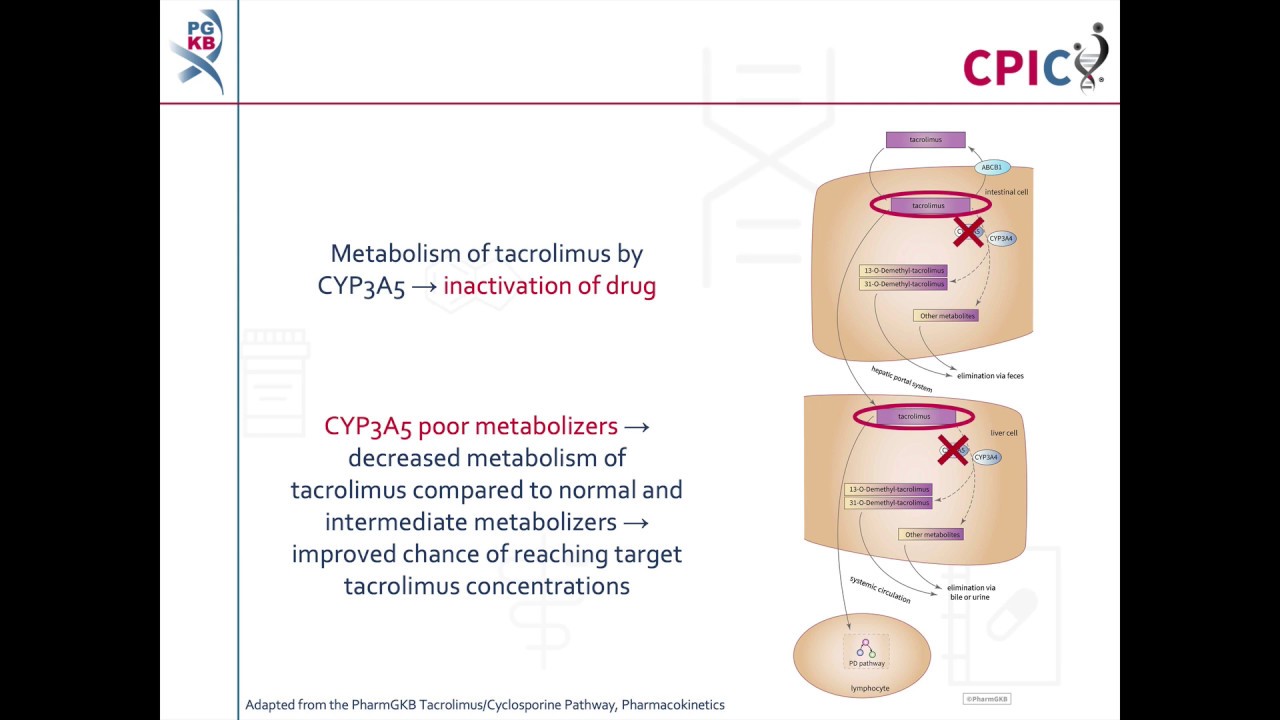 CPIC guideline for Tacrolimus and CYP3A5