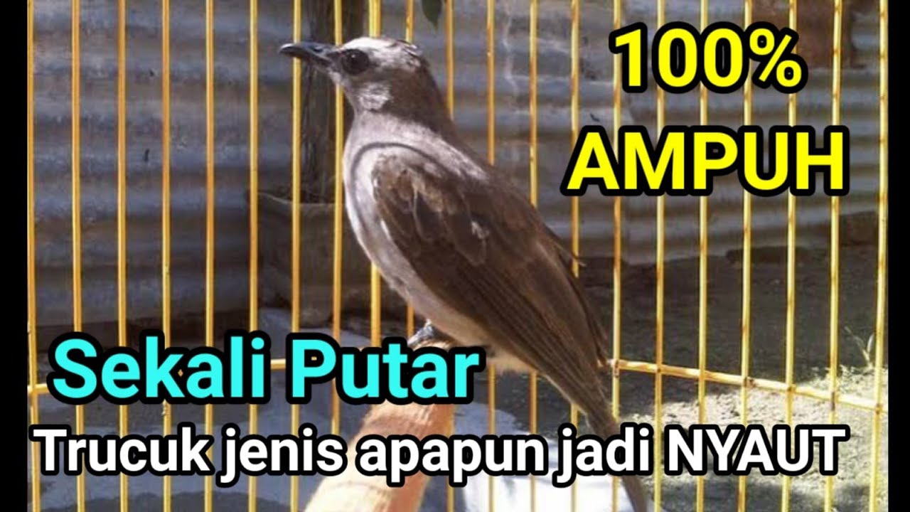 PANCINGAN TRUCUKAN AGAR BUNYI burung TRUCUKAN GACOR ROPEL PANJANG