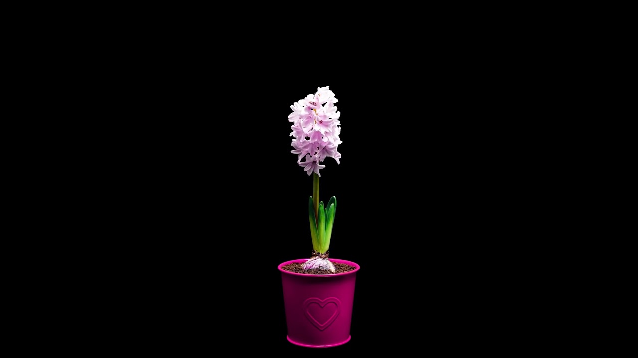 Guess what flower this is🌼#plantgrowthprocess #potplantplanting #greenplant #potplants