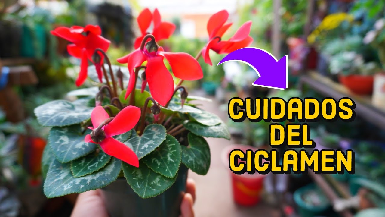 Cuidados del CICLAMEN -  EL ciclamen una planta que le encanta la sombra como regarla y abonarla