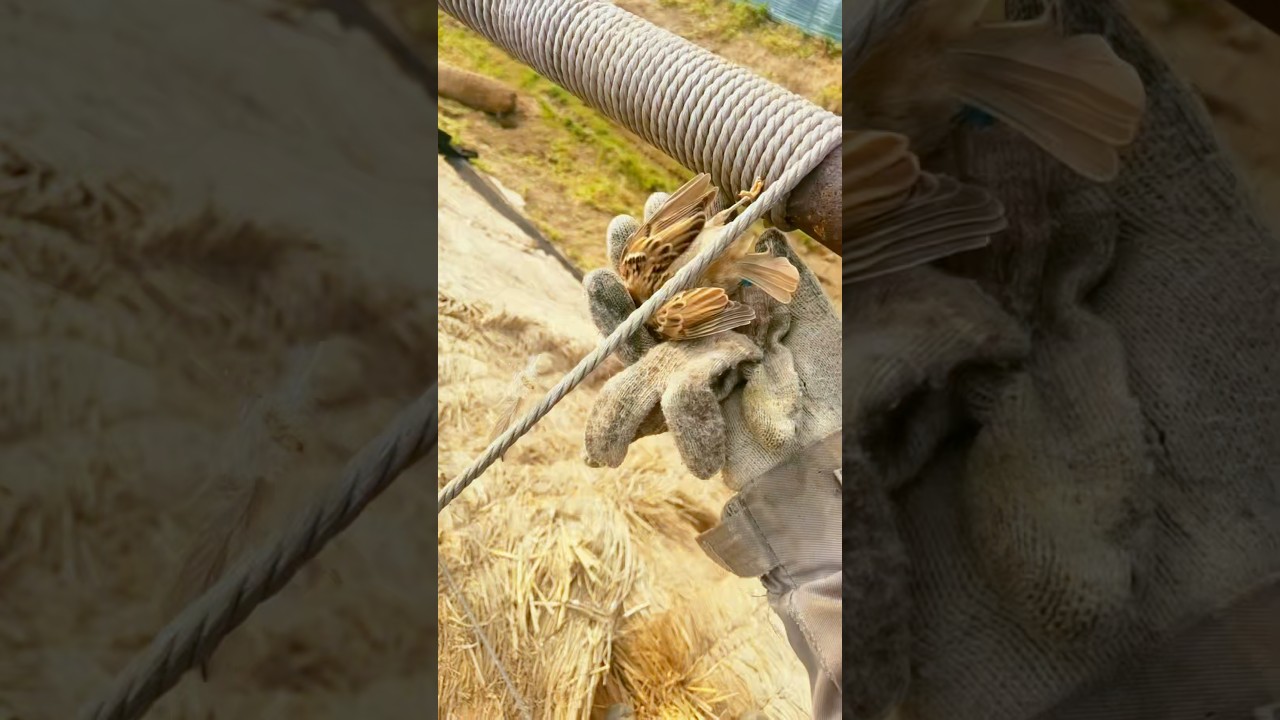 Rescuing a Trapped Sparrow: Unwound the Steel Cable and Set the Little Life Free!