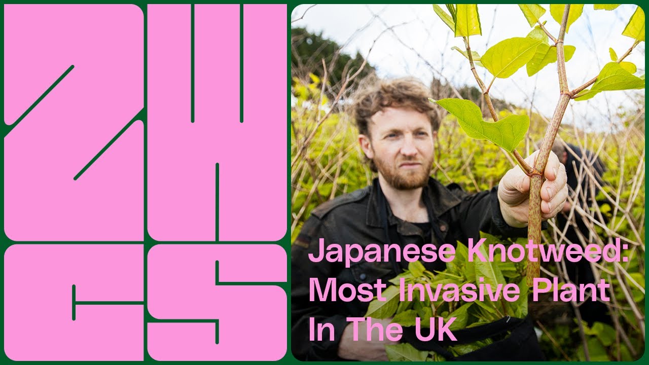 The Most Invasive Plant In The UK | Zero Waste Adventures