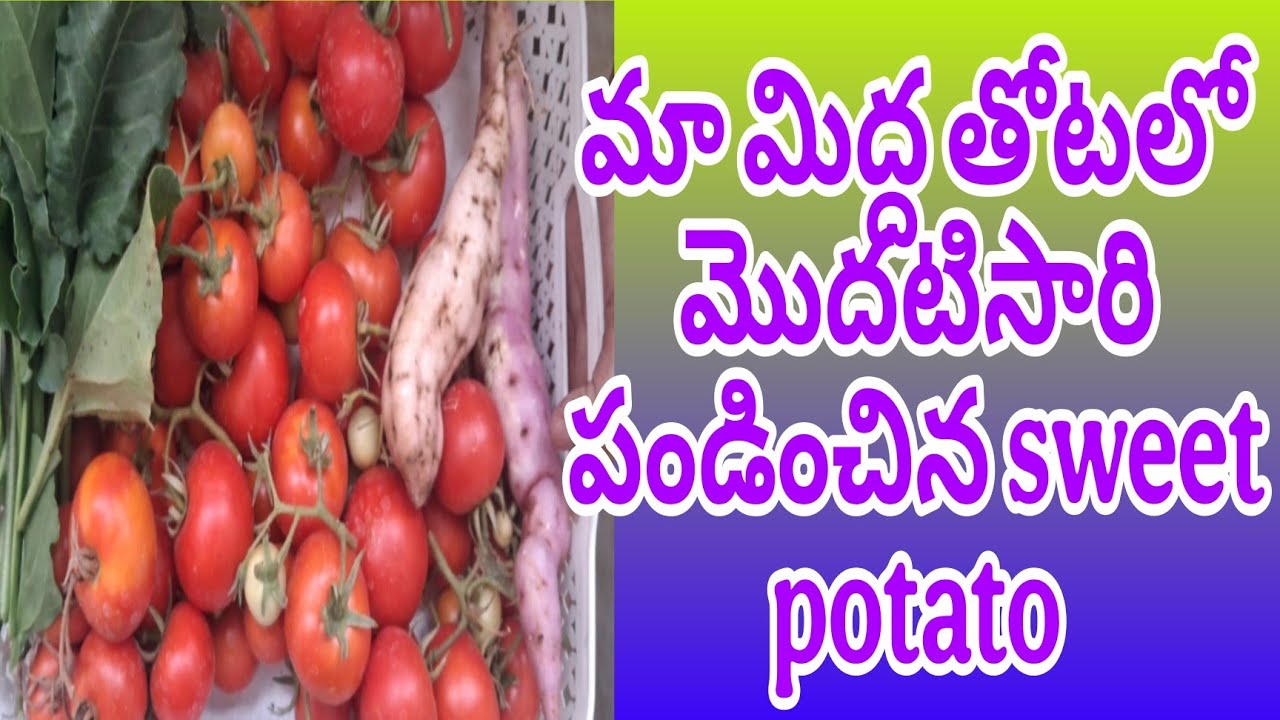 మొదటిసారి మనమిద్ద తోటలో స్వీట్ పొటాటో హార్వెస్ట్ | harvesting of organic vegetables from terrace 