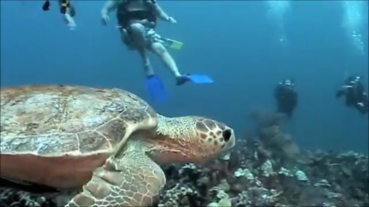 Turneffe Atoll Diving Belize
