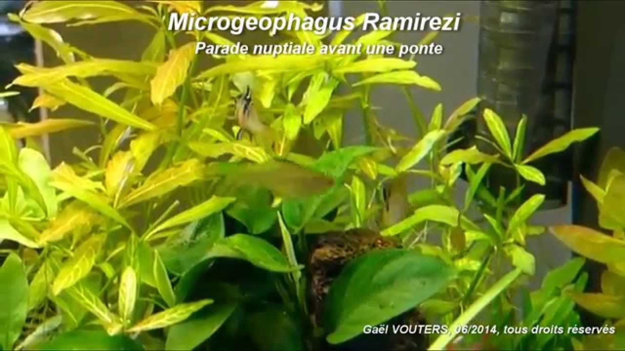 Microgeophagus Ramirezi - Parade d'un couple