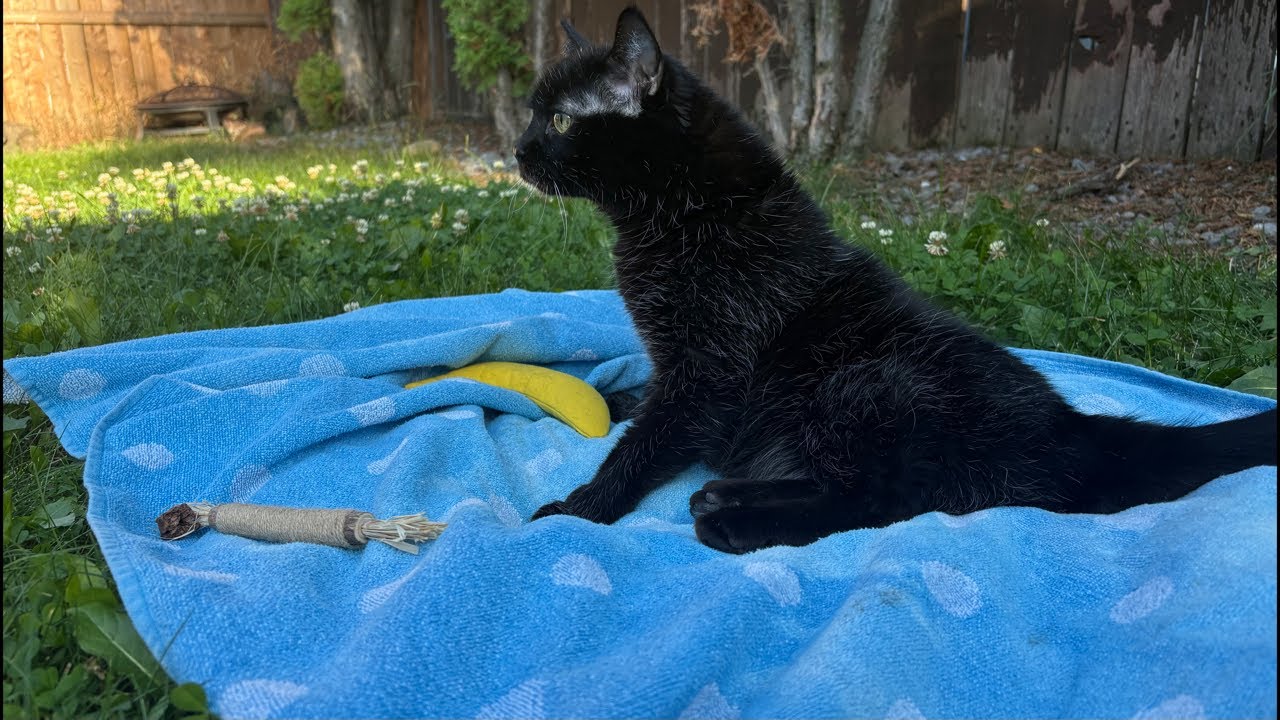 The cats out of the bag and OUTSIDE?!