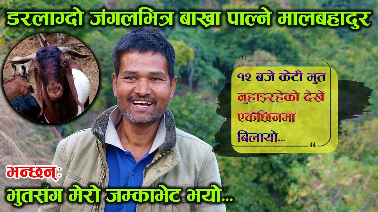 डरलाग्दो जंगलभित्र बसेर बाख्रा पाल्दै, कस्तो छ कमाई र जंगलको बसाइँ ? │Nepal Chitra