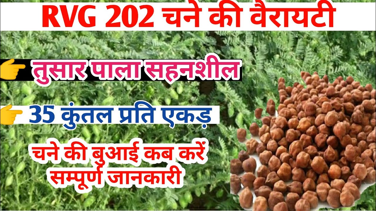RVG 202 चने की सम्पूर्ण जानकारी,rvg 202 Chana चने की वैरायटी , चने की खेती