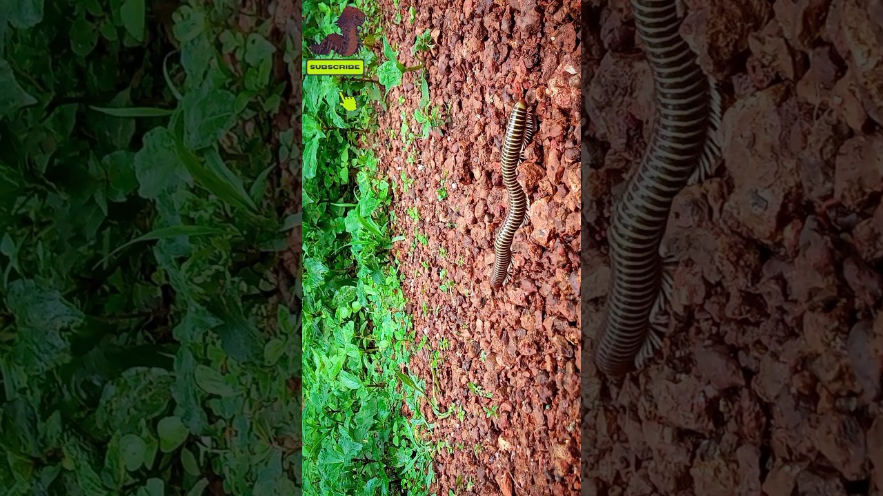 Centipede Going for walk🥱🐛 || 