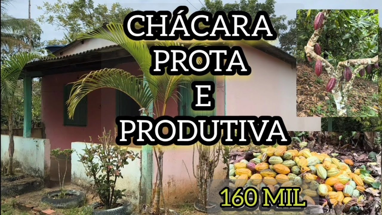 VENDIDA/CHÁCARA PRONTA E PRODUTIVA BEM LOCALIZADA COM CASA E ROÇA DE CACAU 160 MIL #sítiosavenda