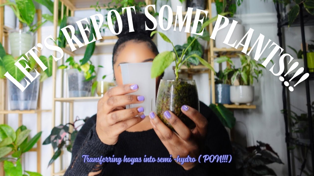 TRANSFERRING Hoyas 🌼 into PON | Let’s REPOT some PLANTS!! 🌱 |