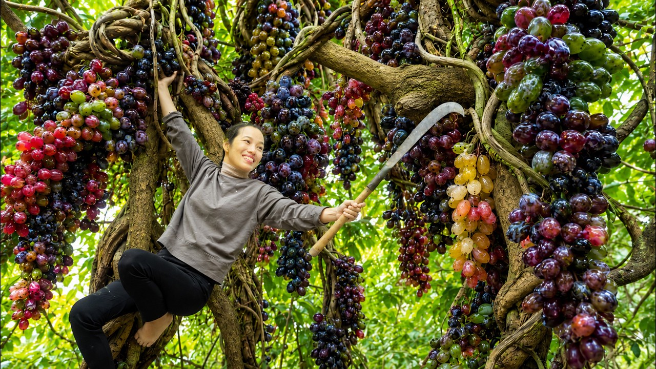 Harvesting Wild Forest Grapes to Sell at Market | Traditional Wine Recipe, Taste of My Homeland