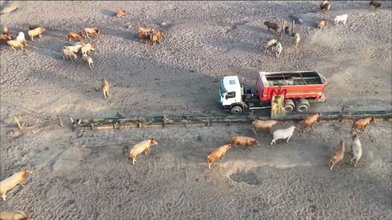 Curraleiro Pé-Duro, Fazenda Arinos. Taurino Tropical. Diamantino MT