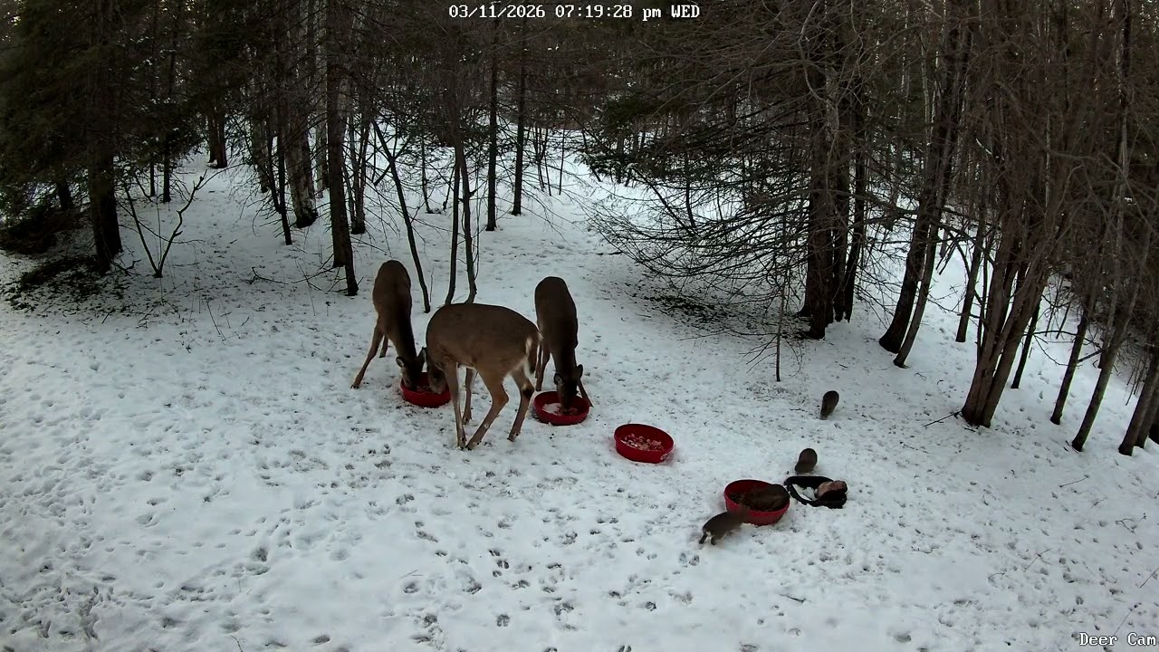 Deer 3-11-2026 7:11 PM